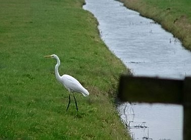 Grotezilverreiger040105A